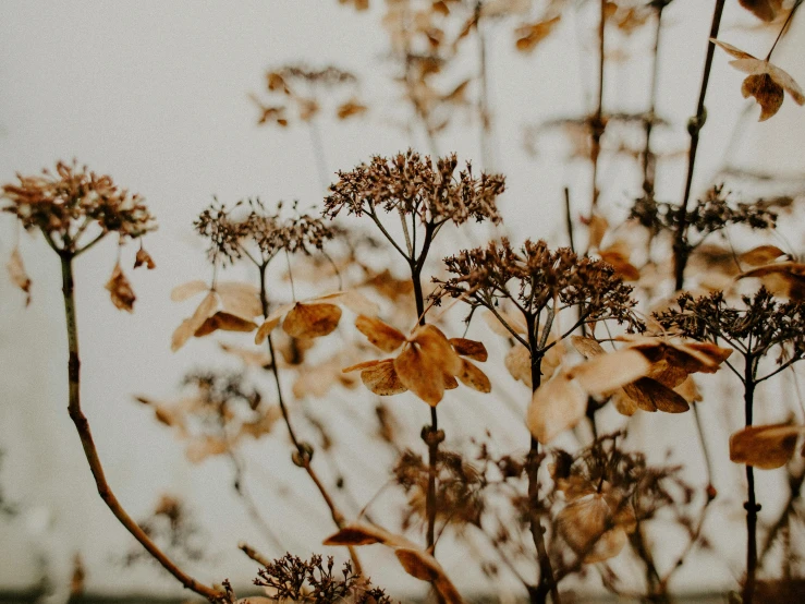 a close up of a bunch of flowers, trending on unsplash, tonalism, dried vines, brown and gold, tall plants, background image