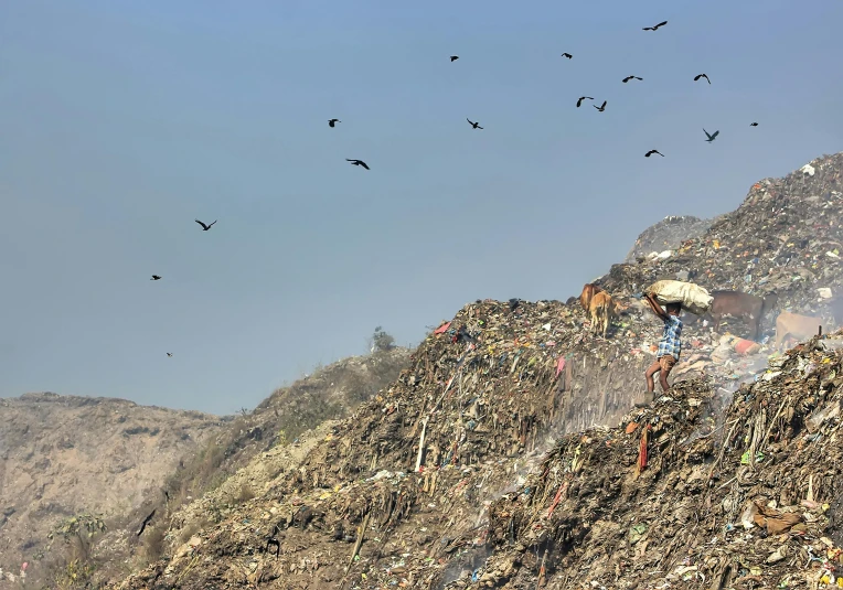 a group of birds flying over a pile of garbage, by Matija Jama, pexels contest winner, figuration libre, hillside, avatar image, indore, panorama