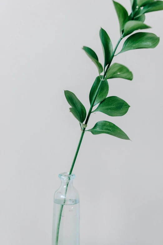 a green plant in a clear glass vase, by Ryan Pancoast, trending on unsplash, visual art, muted color. minimalist, bottle, branches wrapped, long petals