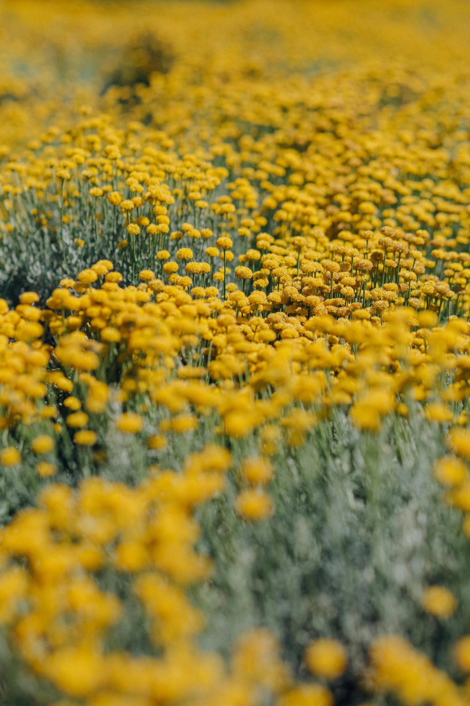 a field of yellow flowers on a sunny day, by Jessie Algie, trending on unsplash, color field, tufted softly, grey, desert flowers, 1960s color photograph