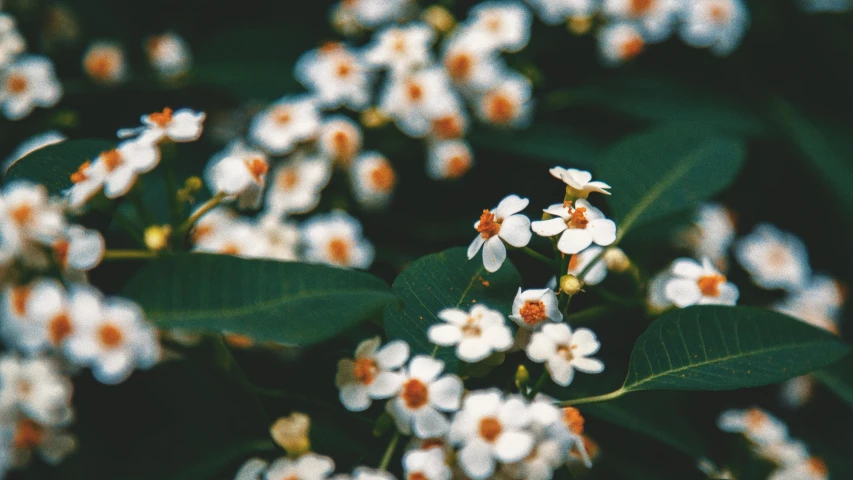 a bunch of small white flowers with orange centers, unsplash, hurufiyya, medium format, 2000s photo