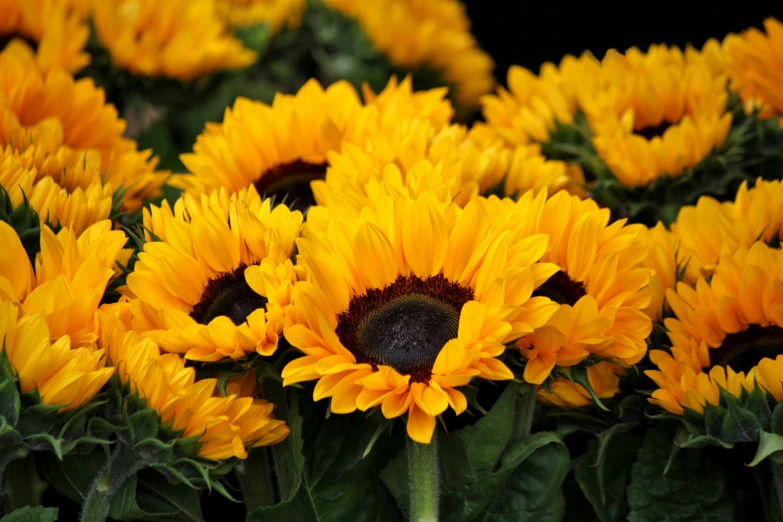 a close up of a bunch of yellow sunflowers, pexels, hurufiyya, vibrant foliage, highly polished, 200mm, various posed