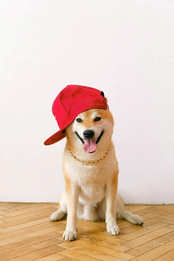a dog wearing a red hat sitting on a wooden floor, inspired by Shiba Kōkan, trending on pexels, pop art, with rap cap on head, gif, happy fashion model, smol