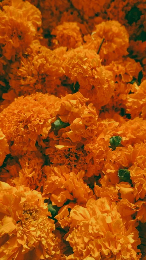 a close up of a bunch of orange flowers, pexels, vanitas, mexico, high resolution film still, thumbnail