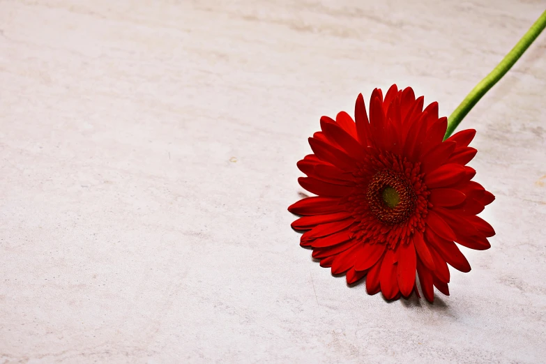 a red flower sitting on top of a white table, by Jan Rustem, unsplash, on a large marble wall, without text, background image, various posed