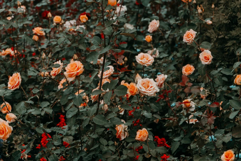 a bunch of orange roses sitting on top of a lush green field, inspired by Elsa Bleda, pexels contest winner, floral wallpaper, rose-brambles, black and terracotta, field of pink flowers