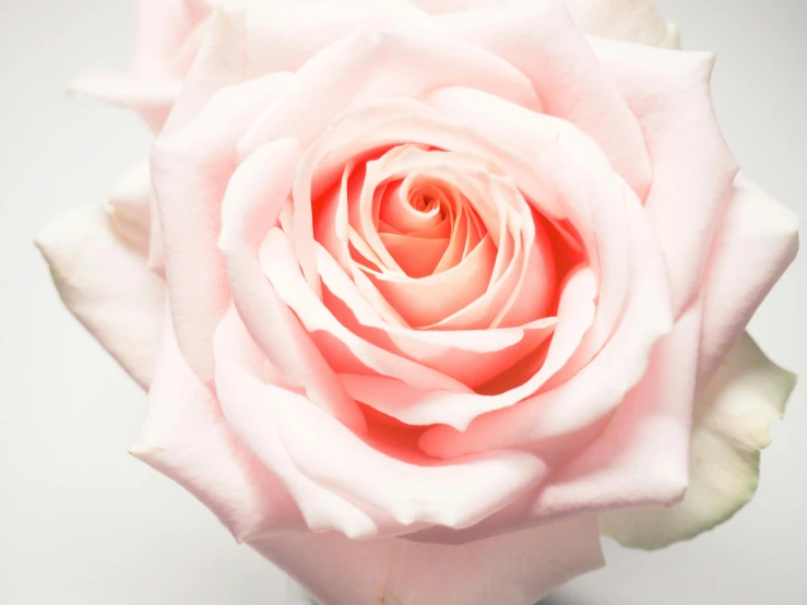 a close up of a pink rose in a vase