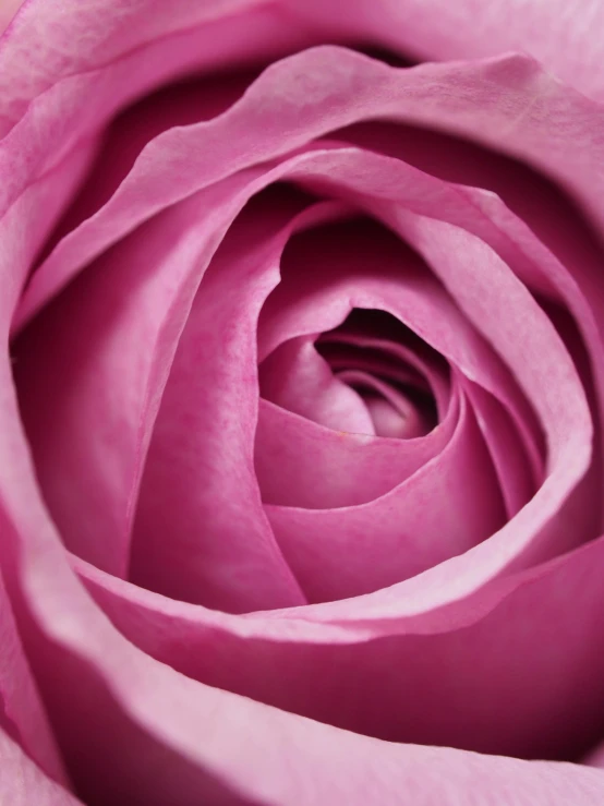 a close up of a pink rose flower, inspired by Jan Henryk Rosen, pexels contest winner, powerful detail, soft purple glow, ilustration, organic detail