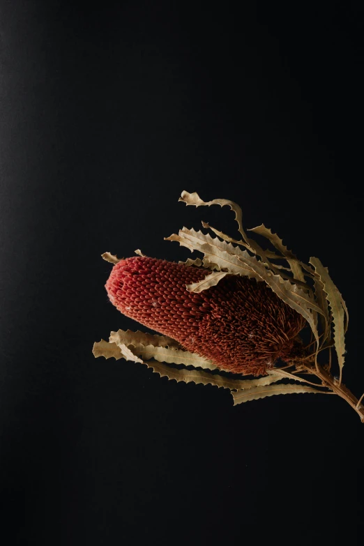 a close up of a flower on a stem, a still life, by Elizabeth Durack, trending on unsplash, australian tonalism, made of dried flowers, coxcomb, high quality product photo, reddish