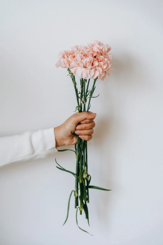 a person holding a bunch of pink flowers, unsplash, clean minimalist design, carnation, tall and thin, subtle detailing