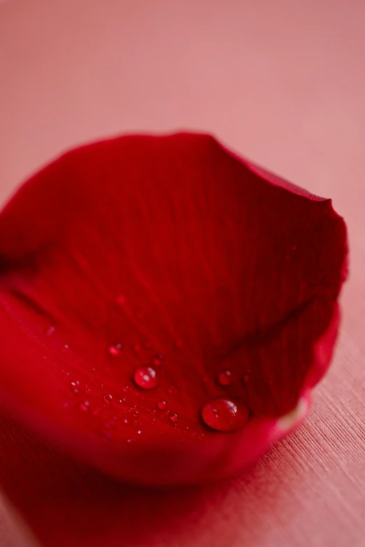 a close up of a red flower with water droplets, an album cover, pexels, romanticism, on a red background, large individual rose petals, a long-shot, low detailed