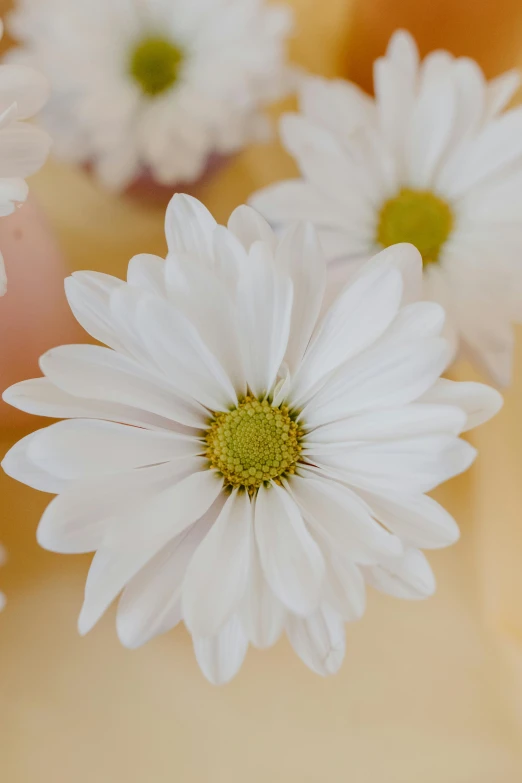 a close up of some white flowers in a vase, holding daisy, up-close, carefully crafted, soothing