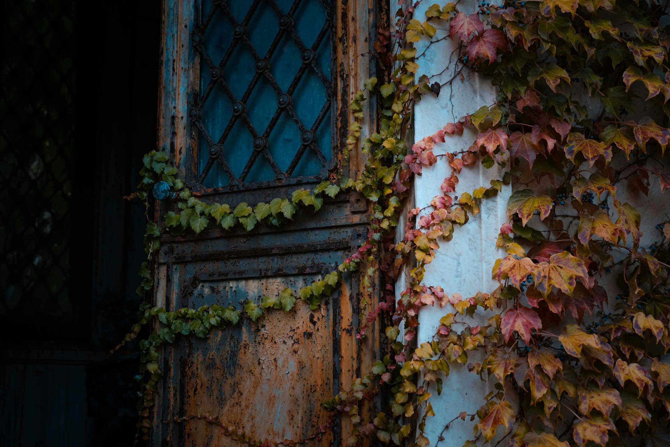 a close up of a door with vines growing on it, a picture, inspired by Elsa Bleda, pexels contest winner, autumnal, ((rust)), multicolored, shot on hasselblad
