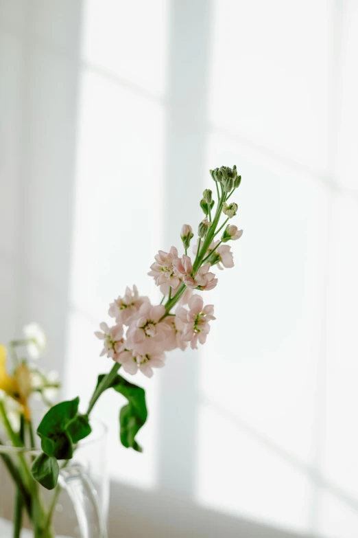 a vase filled with flowers sitting on top of a table, on a pale background, filled with natural light, long pointy pink nose, verbena