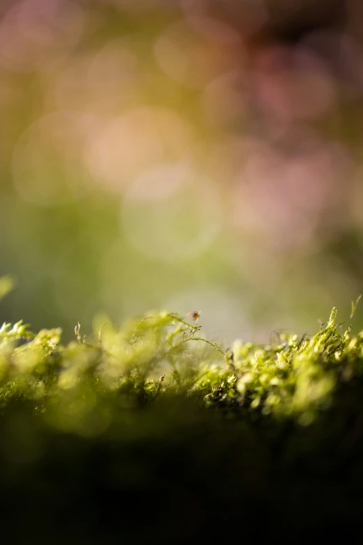 a close up of a moss covered ground, a macro photograph, by Andries Stock, unsplash, hasselblad film bokeh, green and pink, soft backlight, with the sun shining on it