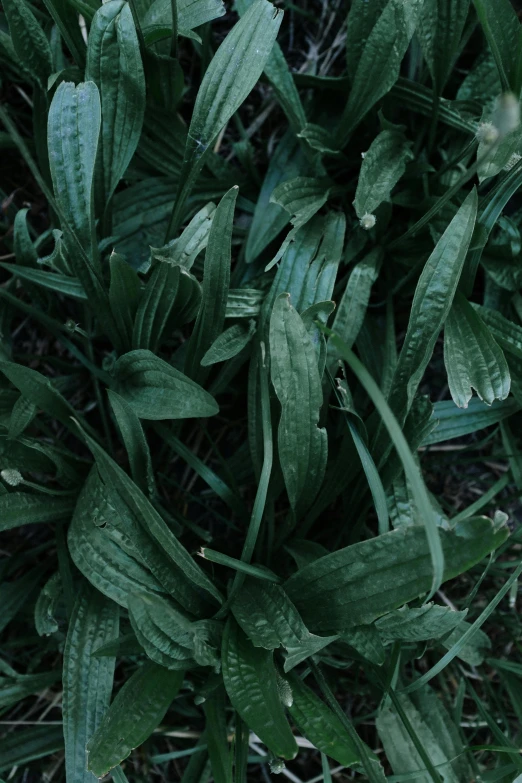 a fire hydrant sitting on top of a lush green field, inspired by Elsa Bleda, unsplash, renaissance, large leaves, knees tucked in | rain falls, lilies, ( ( dark green