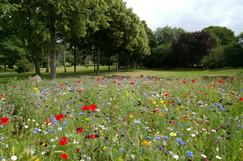 a field of wildflowers with trees in the background, by Jan Wijnants, land art, berlin park, multicoloured, taken in the late 2010s, m. c. esher