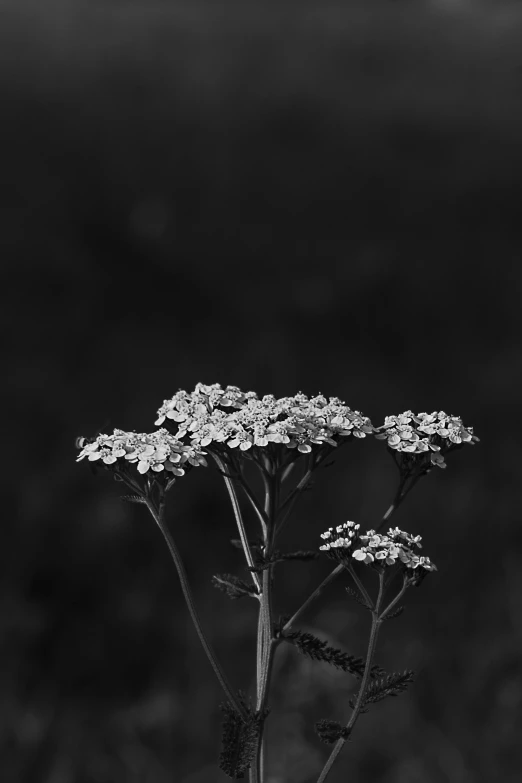 a black and white photo of a flower, unsplash, verbena, medium format, summer night, 中 元 节