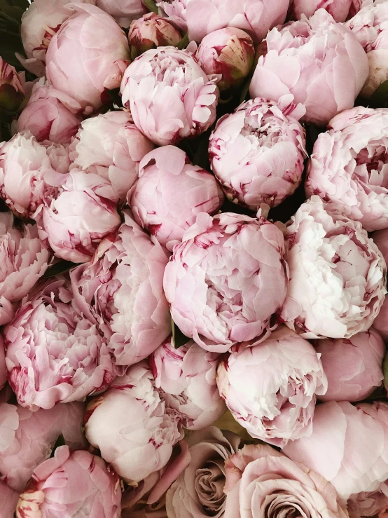 a close up of a bunch of pink flowers, many peonies, instagram post, ((pink)), content