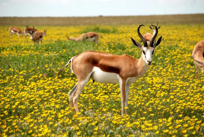 a gazelle standing in a field of yellow flowers, in the steppe, looking off into the distance, red horns, sprawling