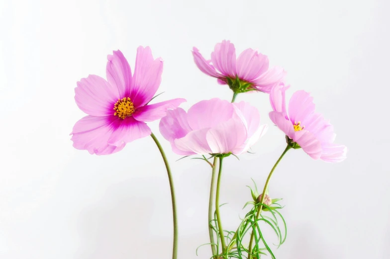 a vase filled with pink flowers on top of a table, pexels, with a white background, miniature cosmos, super high resolution, stems