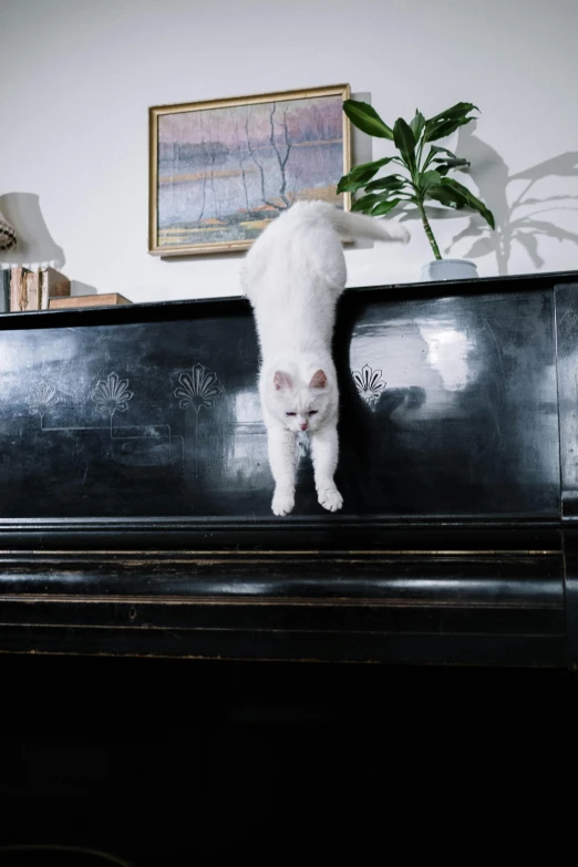 a white cat standing on top of a piano, an album cover, unsplash, ignant, acrobatic, contorted, high quality photo