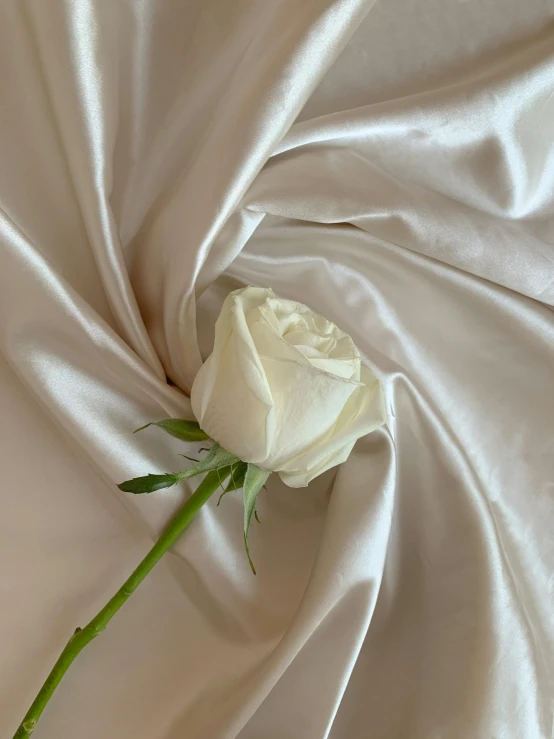 a single white rose sitting on top of a white sheet, by Robbie Trevino, silk robes, middle close up shot, ilustration, shot on iphone 1 3 pro max