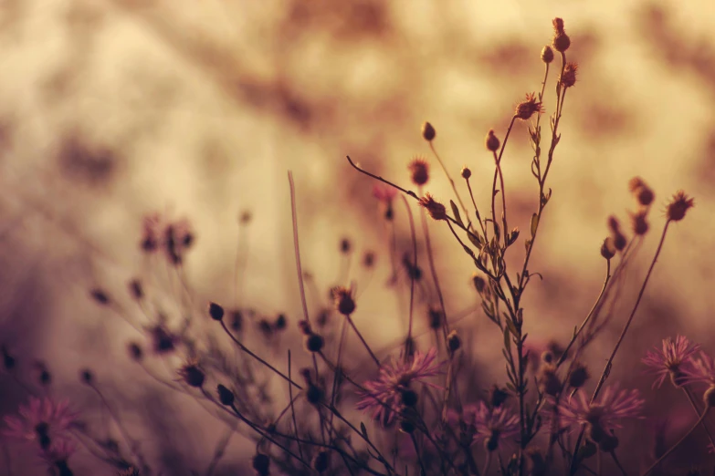 a bunch of pink flowers sitting on top of a lush green field, a picture, inspired by Elsa Bleda, romanticism, sepia colors, autumn colours, yellow and purple tones, instagram post