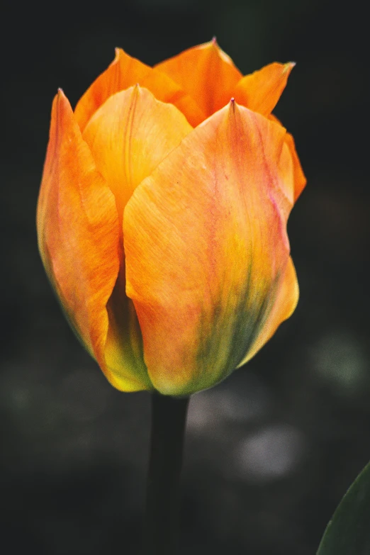 a single orange tulip on a black background, unsplash, vibrant foliage, rainbow gradient bloom, tall, “ golden chalice