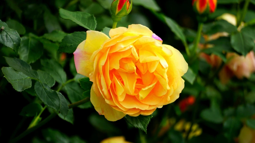 a yellow rose is blooming in a garden, by David Simpson, pexels, fan favorite, multicoloured, islamic, blushing