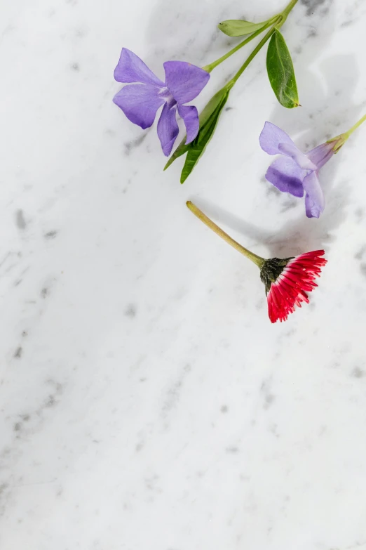 a close up of a flower on a marble surface, profile image, edible flowers, multiple stories, full product shot