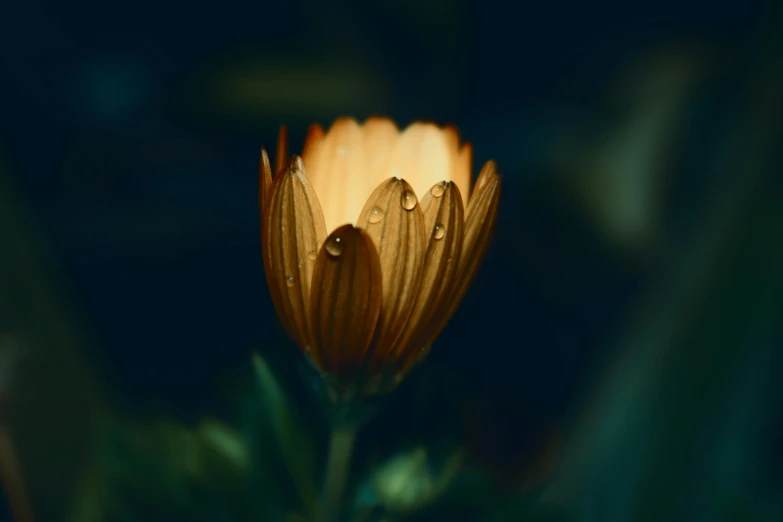 a yellow flower with water droplets on it, inspired by Elsa Bleda, unsplash contest winner, night light, 4 k hd wallpapear, alessio albi, miniature cosmos