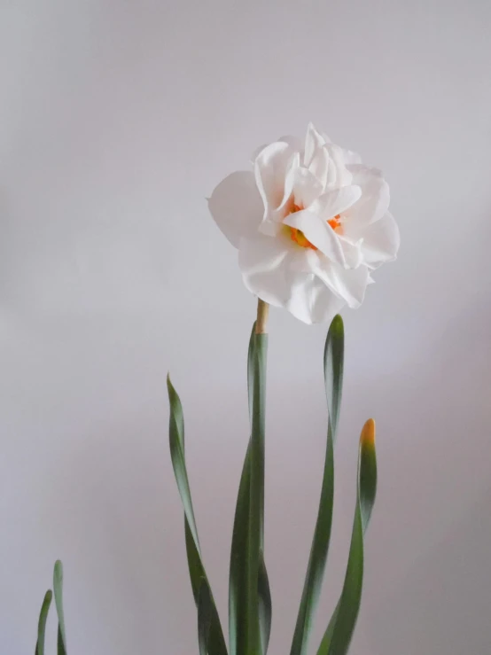 a close up of a flower in a vase, porcelain white face, intense albino, full product shot, white and orange