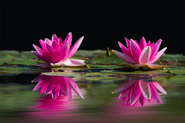 two pink waterlilies are reflected in the water, by Jan Rustem, pexels contest winner, reflect 8 k uhd, fine art print, pink zen style, black lotus