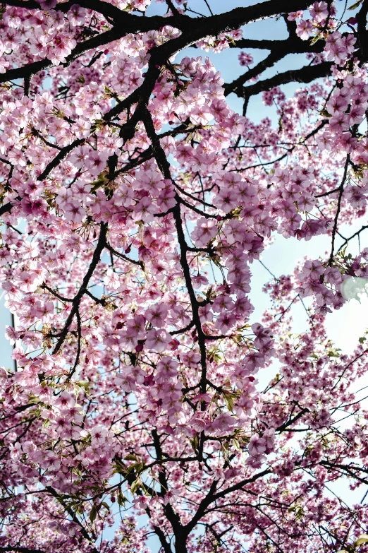 a clock mounted to the side of a tree, by Niko Henrichon, unsplash, flowing sakura-colored silk, 2 5 6 x 2 5 6 pixels, giant cherry trees, early spring