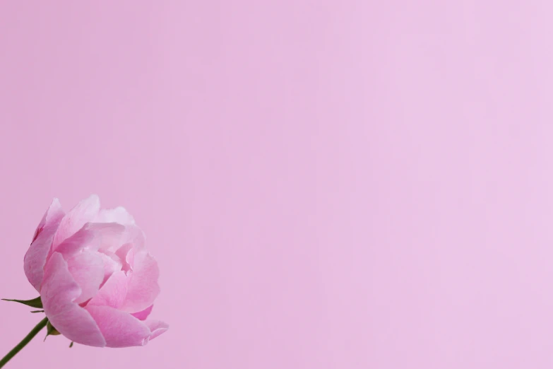 a single pink flower on a pink background, trending on unsplash, background image, peony, solid colour background”, blank background