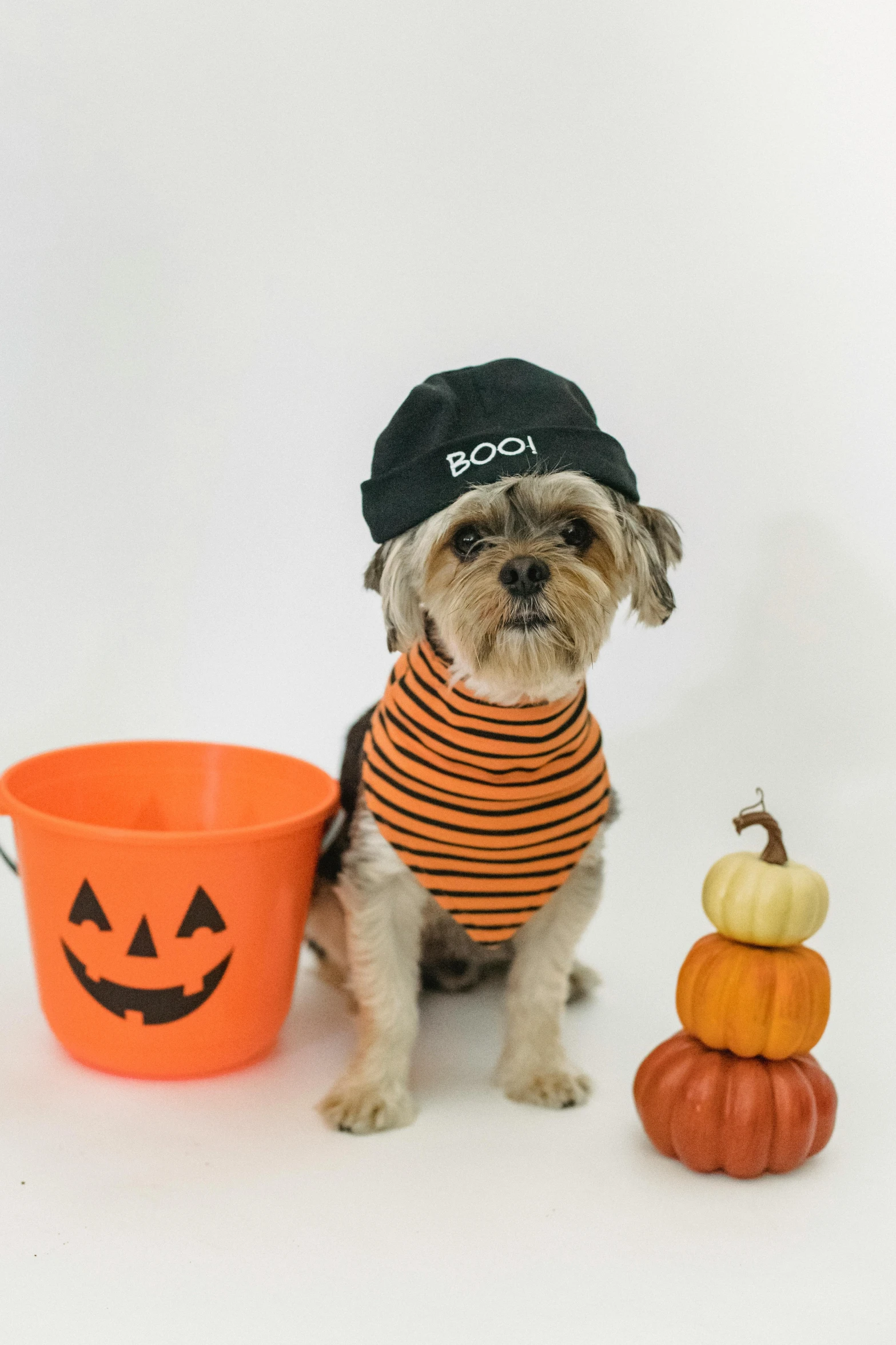 a small dog sitting next to a bucket and a pumpkin, dark hat, full product shot, rocco, kami