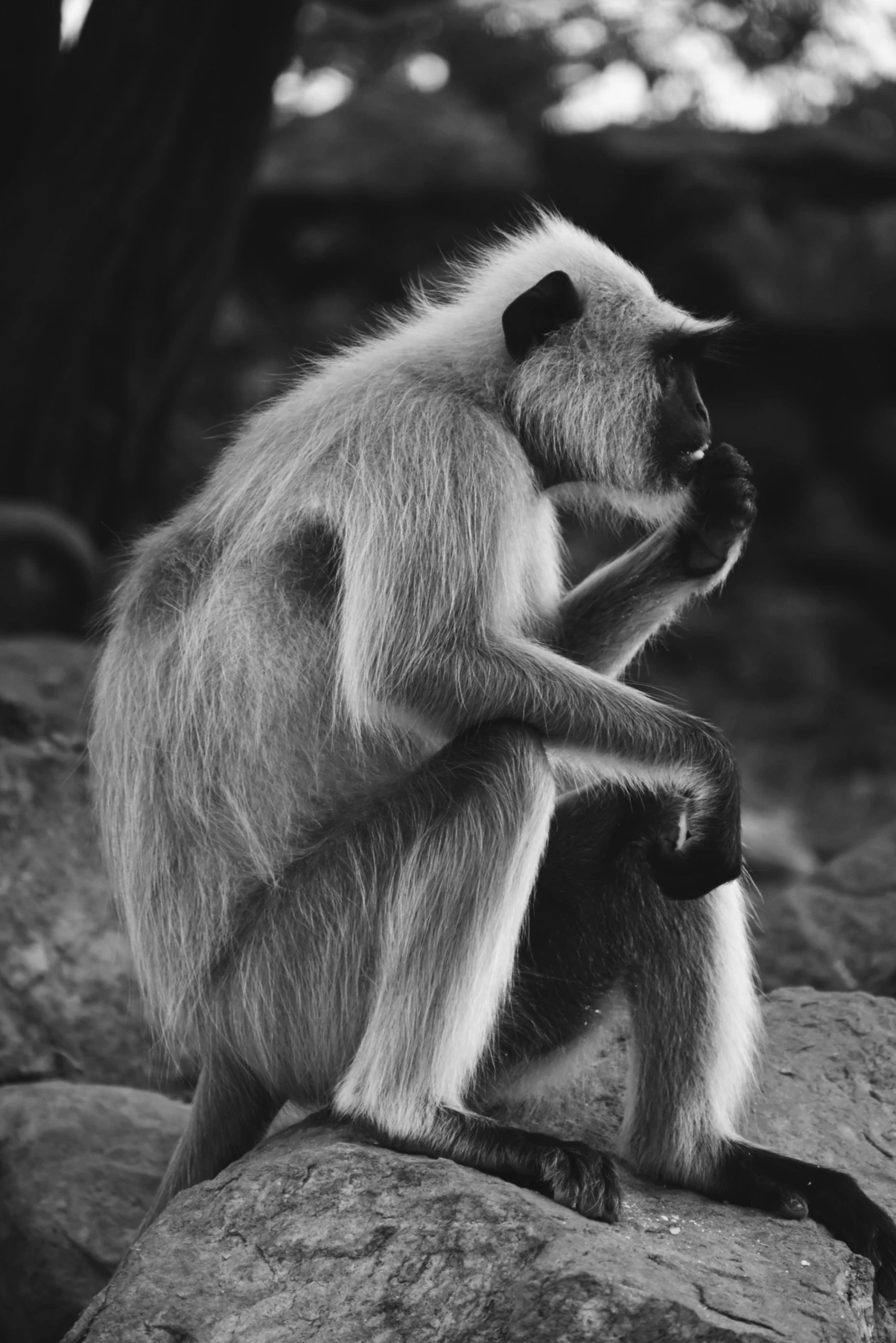 a lang lang lang lang lang lang lang lang lang lang lang lang lang lang lang lang lang lang lang lang lang lang lang lang lang lang lang, a black and white photo, by Maurycy Gottlieb, unsplash, sumatraism, monkey dressed as a scientist, hugging her knees, india, “ sensual