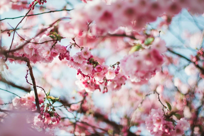 a close up of a tree with pink flowers, by Niko Henrichon, pexels, 2 5 6 x 2 5 6 pixels, cherries, floral dream, rinko kawauchi