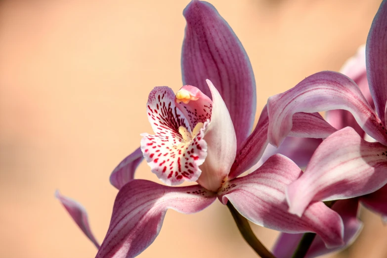 a close up of a flower with a blurry background, by Gwen Barnard, trending on pexels, 3 d giant orchid flower, “ iron bark, high quality photo, a high angle shot