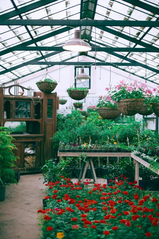 a greenhouse filled with lots of plants and flowers, by Whitney Sherman, trending on unsplash, art nouveau, wide panoramic shot, analogue, a quaint, hanging