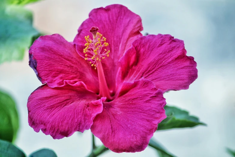 a close up of a pink flower on a plant, vibrant red hibiscus, paul barson, purple and scarlet colours, pink