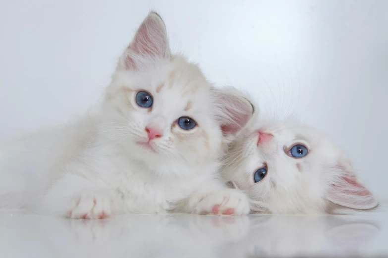 two white kittens laying next to each other, trending on reddit, with bright blue eyes, with a white background, multicoloured, portrait photo