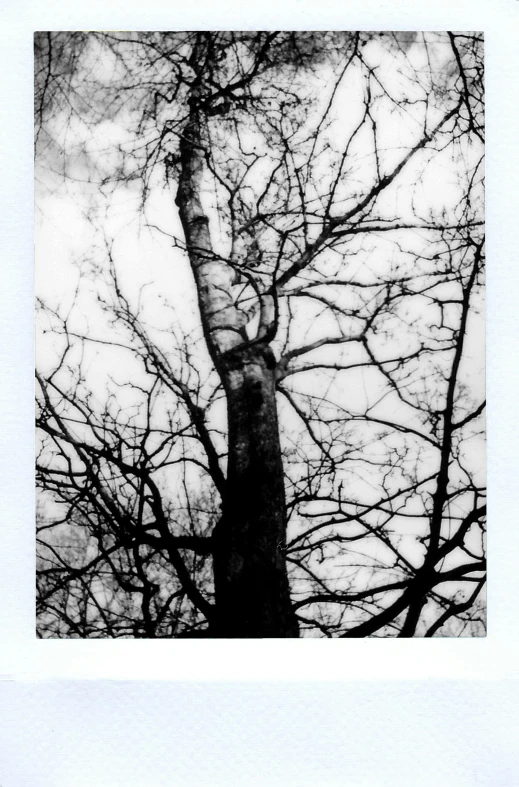 a black and white photo of a tree, a polaroid photo, inspired by Kati Horna, unsplash, medium format, ((trees))