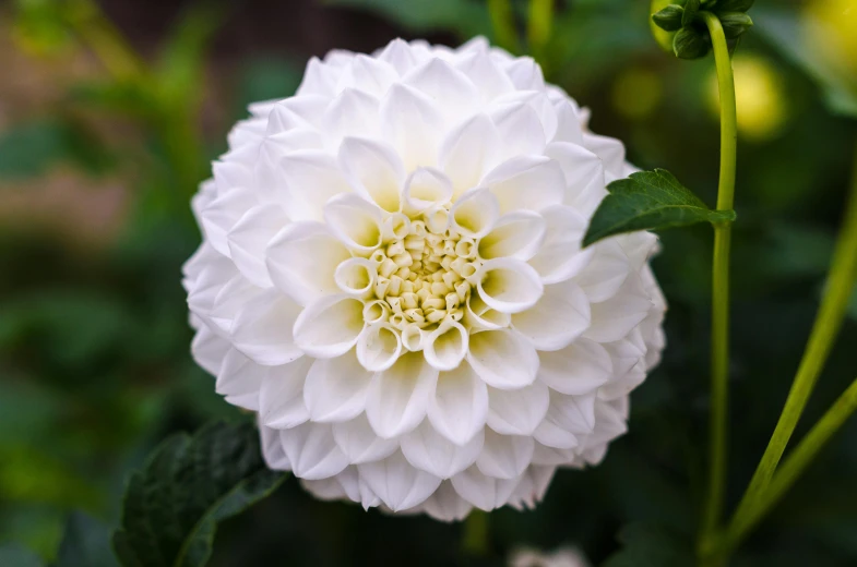 a close up of a white flower with green leaves, unsplash, arabesque, dahlias, shot with sony alpha, albino dwarf, australian