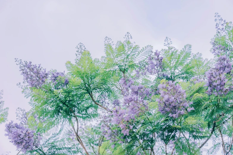 a close up of a tree with purple flowers, unsplash, acacia trees, leaves in the air, set on singaporean aesthetic, pastel'