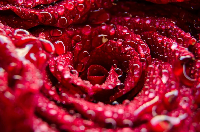 a close up of a red rose with water droplets, a macro photograph, by Anna Haifisch, pexels, laying on roses, spiralling, full body close-up shot, detailed photo 8 k