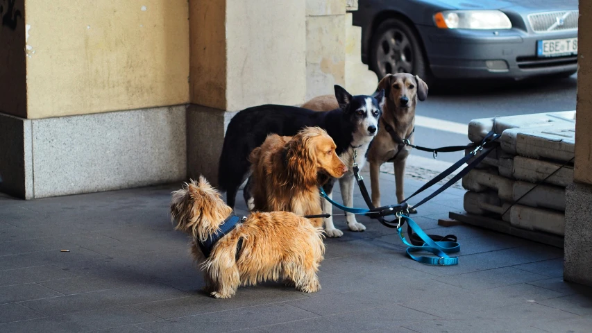 a group of dogs standing next to each other on a sidewalk, by Emma Andijewska, pexels contest winner, renaissance, aussie, thumbnail, cane, highly technical