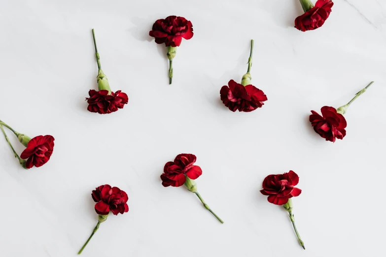 red carnations arranged in a circle on a marble surface, trending on unsplash, minimalism, garnet, in a row, they are all laying down, white backdrop