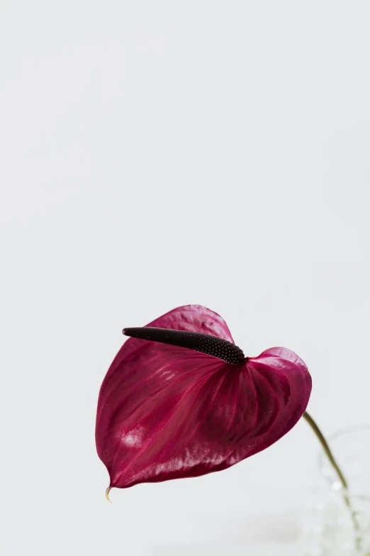 a close up of a flower in a vase, by Cosmo Alexander, minimalism, rich deep pink, photo from the side, curved, hearts